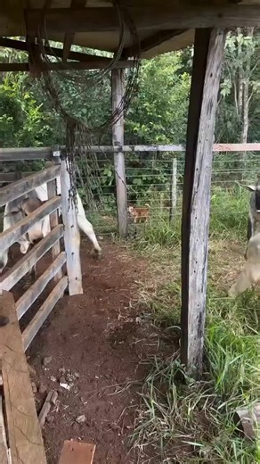 Interesting Animal Facts About Pregnancy in Wildlife