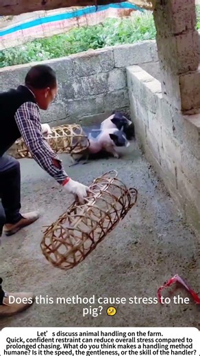 Safe Handling: Using a Pig Snare for Health Checks 🐷🛠️