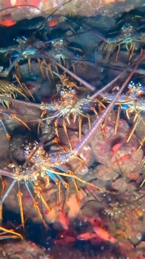 Huge Lobster Cave Dive