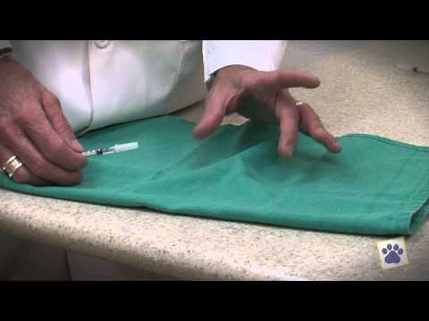 Animal Health Hospital: How To Give Allergy Shots To Your Dog Or Cat