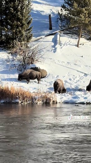 Exploring Yellowstone National Park: A Snowmobiling Adventure