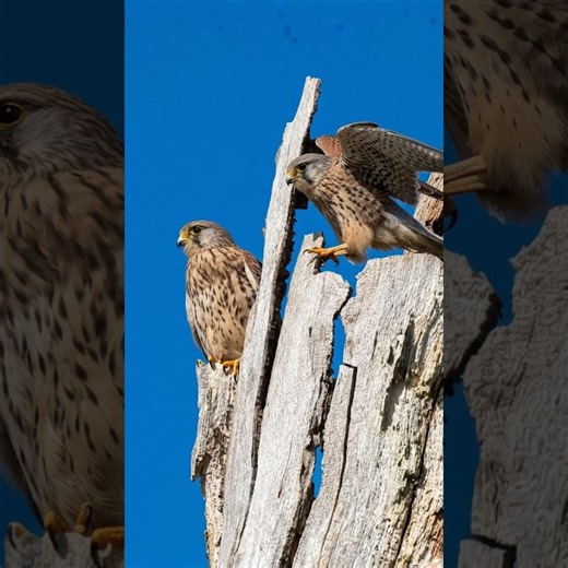 🦅✨ DOUBLE TROUBLE! Two Wild Kestrels Share One Perch! 👀