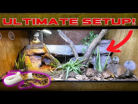 HOW TO SET UP A BALL PYTHON ENCLOSURE