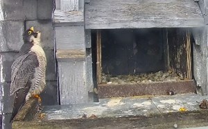 很饱的lucky回家休息2小时,龙一来他就跑 241129