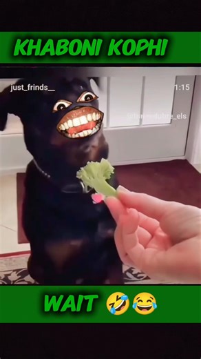 Kutta Hoi Goru Noi 🤣😂 #funny #today #dog #dogeshbhai #shortsviral #shorts #goru