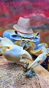 45K views · 1.3K reactions | Detective Howie knows the difference between real cheese and cheese flavoring 藍 This is like the apricots all over again. She'll eat her healthy food, but begrudgingly when I'm not looking! This type is actually really good tasting if you like seaweed #howiethecrab #petcrab #vegancheese #healthysnacks | Laura Porter | Facebook