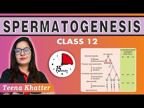 spermatogenesis | spermiogenesis | spermiation | human reproduction