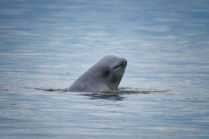 Cook Inlet Beluga Whales Declining | Marine Science | Fish Focus