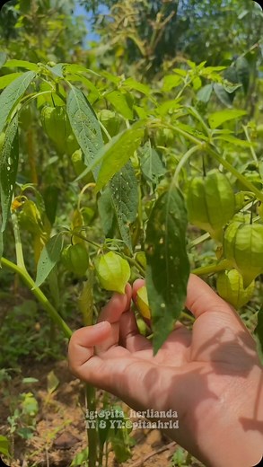 Pita | kira-kira bisa dibikin apa ya guys? #pitaahrld #minivlog #ciplukan | Instagram