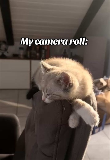 He is so photogenic🥹 #cat #cattok #reallife #meme #love