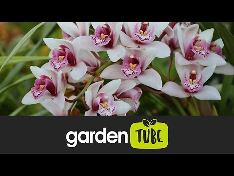 How To Feed Your Orchids