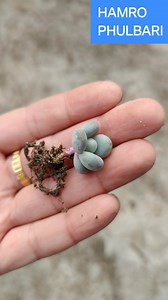 "How to Plant Moonstone Succulents from Leaf Cuttings 🌱✨" "Learn the best way to plant Moonstone succulents propagated from leaf cuttings! 🌿 In this video, I’ll show you how to: ✅ Prepare the perfect potting soil mixture ✅ Choose the right pot size ✅ Plant these tiny succulents correctly for healthy growth Start your succulent journey today and watch your Moonstones thrive! 🌵💚 Follow for more gardening tips and tricks! 🌸 #MoonstoneSucculent #SucculentPropagation #GardeningTips #IndoorPlants