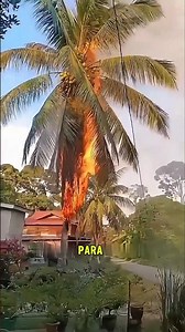 Was it burned on purpose or not?.... #farmlife #farming101 #garden