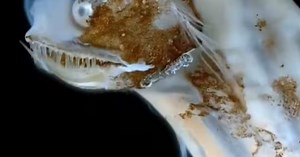 La historia detrás del “pez telescopio”, la rara criatura que se volvió viral en el medio de la expedición submarina del CONICET en Mar del Plata