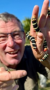14K views · 202 reactions | How amazing are these incredible sphinx moth caterpillars!   • • • #caterpillar #moth #insectsofinstagram #wow #fyp #huge #closeup #instagood #ivancarter #reels #viralvideos #livingmybestlife | Ivan Carter | Facebook