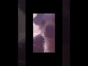 Summerboy - lady gaga 1 hour loop