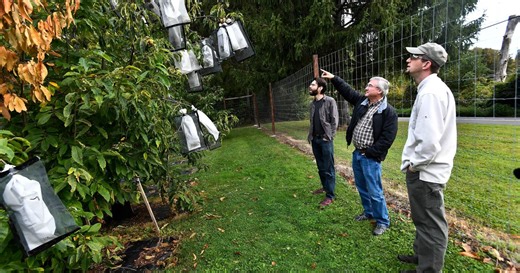 Scientists say genetic analysis could greatly speed restoration of iconic American chestnut