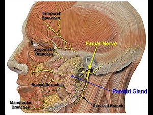 Parotidectomy in 6 Steps (Head/Neck Surgery- Yale Method)