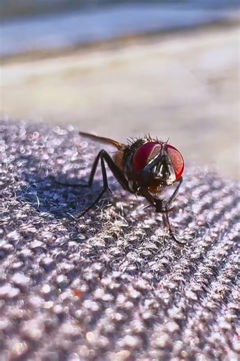 Fly Grooming – Real Macro Close-Up