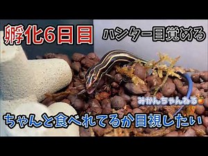 【ニホントカゲ赤ちゃんの食べ始め①】孵化したて初めての餌やりは生き餌で狩りをさせよう！#13
