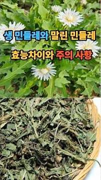 Differences in Benefits Between Fresh and Dried Dandelions! Important Precautions to Know Before ...