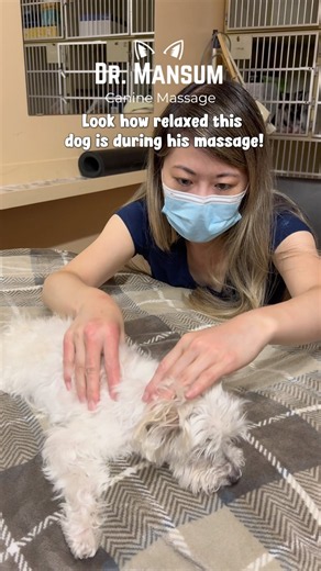 Look how relaxed this little dog is during his massage!
