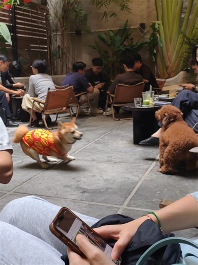Quán cf yêu thích nhất của Chopper, không cấm choá, choá đến các bạn nv còn chuẩn bị bát nước cho choá nữaaa. Chopper đi cf đây cũng 3 năm rồi. Mới để ý thấy con Chopper nhà t, cứ choá nào đẹp là nó thích, choá xấu cấm có thấy nó chủ động trêu, chơi cùng bảo giờ 🤣. Này nó thấy bạn bị xích, nên nó cứ chạy loăng quăng lại trêu :)) #vitaminchopperinu #viralvideo #shibainu #dogs #coffeetime