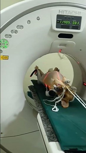 CT Scan procedure in Dog