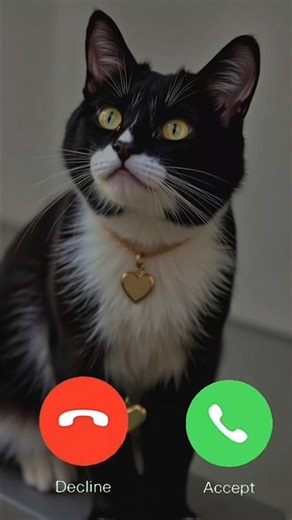 🐈 Cute Cat Calling You! #cat​​​​​​​​​​​ #shorts​​​​​​​​​​​ #trending​​​​​​​​​​​ #kidztv1968​​​​​​​​​