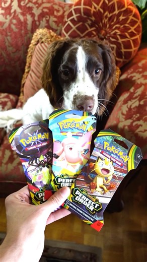 Dog Opens Pokemon Card Booster Pack! (Day 1)