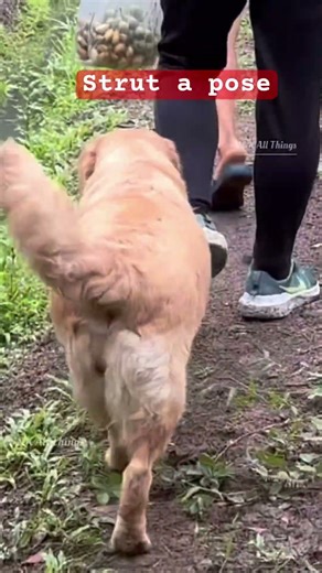 Dog struts like a model #subscribemychannel#shorts