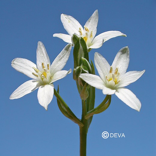 Fleur de Bach Star of Bethlehem - Étoile de Bethléem bio, bienfaits