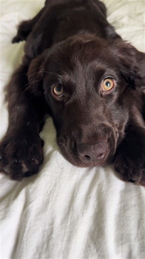 Celebrating Max: One Year with Our Boykin Spaniel