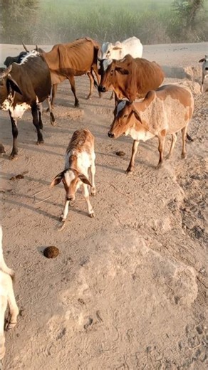 BEAUTY FULL ANIMALS IN THE GOOD LOOKING AND ENJOYING THE WATERS GOOD LOOKING NATURAL #cow #animals #
