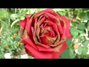 How to protect your Rose plant from Sun burn