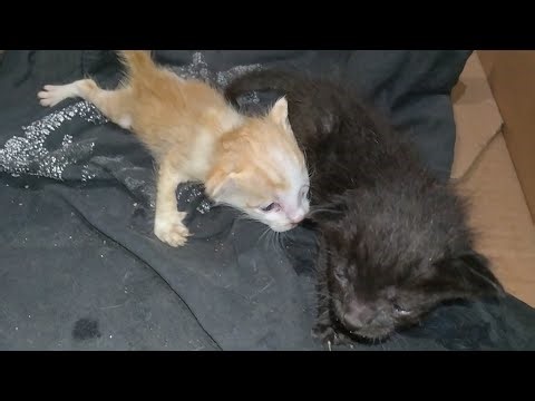 Rescue Orphan Kittens Always Cry Probably They Are Missing Their Mother