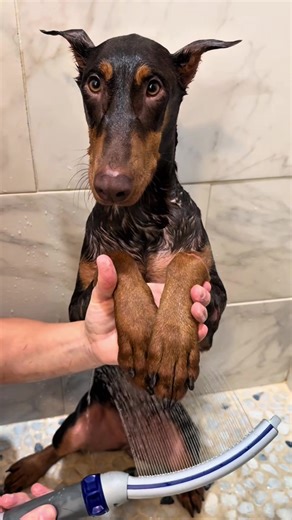 Gefährlicher Dobermann Luna: Pflege-Challenge fast außer Kontrolle