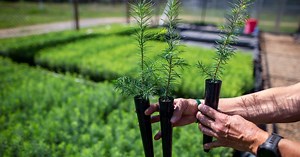 House Republicans propose planting a trillion trees