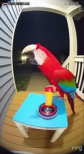 Parrot Screams Into Microphone at 3AM