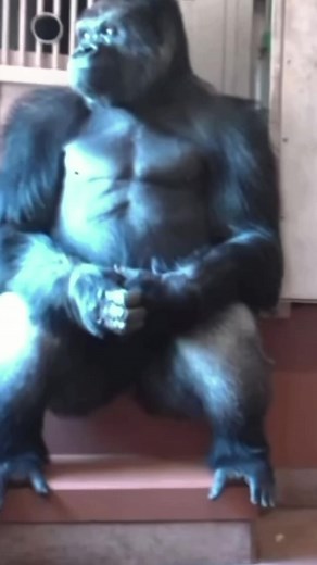 Gorilla Lifespan, Behavior, and Movement Patterns Explained