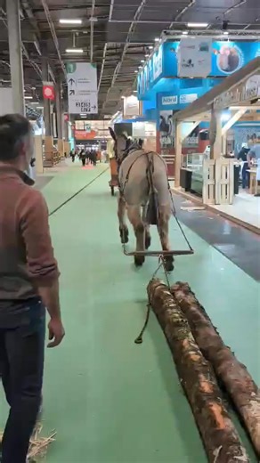 🐎aujourd'hui le SIA ouvre ses portes Les chevaux sont déjà présents et chaque race a pris ses quartiers ➡️au pavillon 6, cet après-midi débute le trophée d'utilisation inter-race avec la traction en paires. Vous pouvez suivre en direct https://www.youtube.com/live/PVfy1JOY0QY?si=HH0Y0-ckYHBqtzKh ➡️au pavillon 1, vous pourrez voir des démonstrations de Débardage D'ailleurs un candidat du Championnat de France de Débardage, Thomas Duguy et sa mule Fidel bas poitou ont commencé le travail ! | Cham