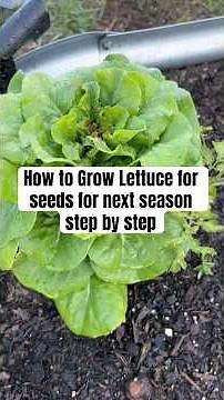 How to Grow Lettuce for seeds for next season step by step #gardening #garden