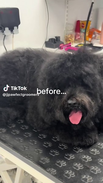 Now that’s a transformation!! 😍🐾 #fyp #foryoupage #dogs #dogsoftiktokviral #transformation