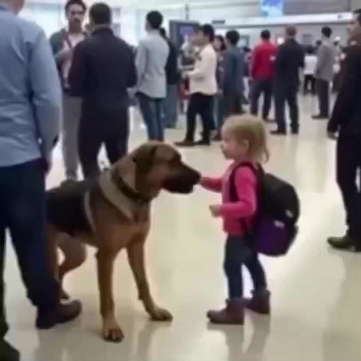 Security Dog Started Barking at a Child’s Backpack—What Was Inside Made the Whole Airport Go Silent Watch: see more… 👇👇 | Movie 2