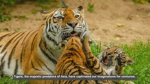 10 Common Tiger Hunting Patterns Across Asia