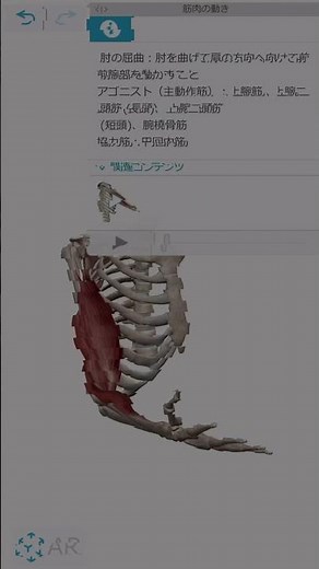 解剖学・30秒で覚える肘関節屈曲の筋肉