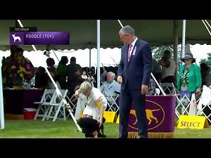 Poodles Toy | Breed Judging 2022