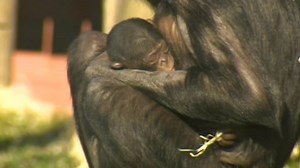 Mother and baby bonobo apes 'doing well'