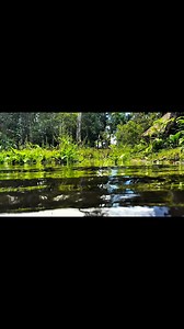 19K views · 420 reactions | Check out these awesome wild plecos we found while swimming near the cascades of Mitu, Colombia.#fish #aquariumhobby #nature #wildlife #fishkeeping #tropicalfish #aquarium #colombia #pleco | Houston Aquarium Warehouse | Facebook