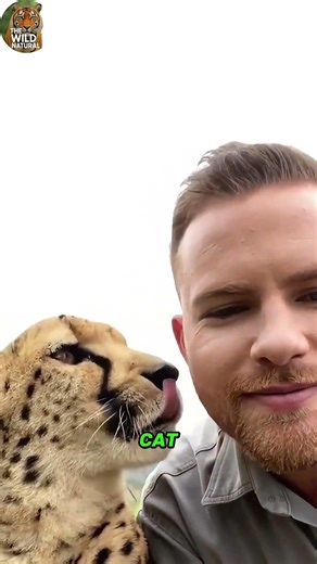 The Only Big Cat That Can't Roar! 🐆 #animals #shorts